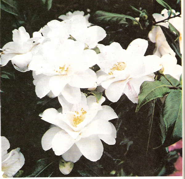 FIORI BIANCHI